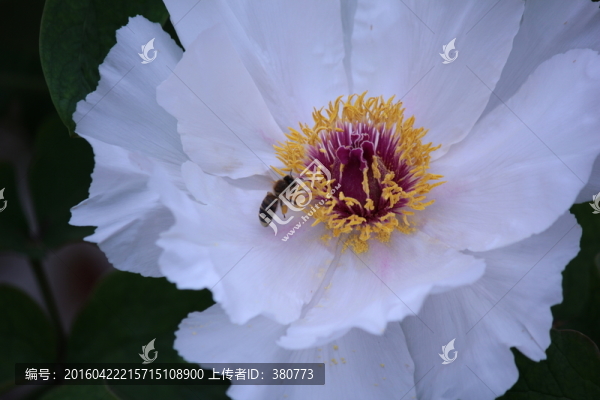 牡丹花