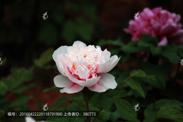 牡丹花