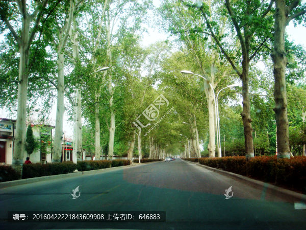 樹木,風(fēng)景,風(fēng)光,植被,素材