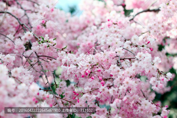 櫻花