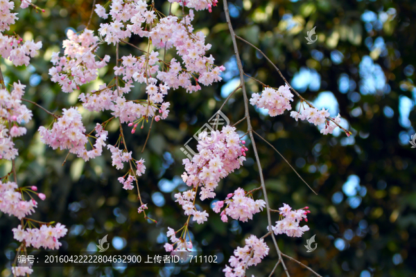櫻花