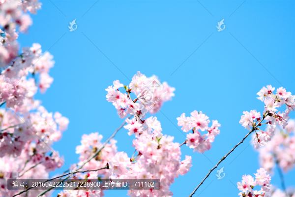櫻花