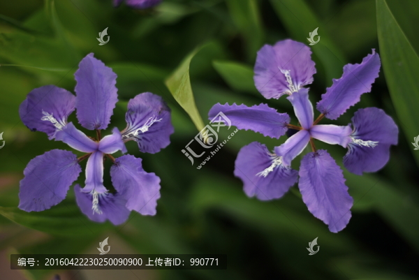 姊妹鳶尾花