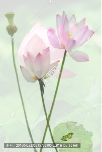荷花圖