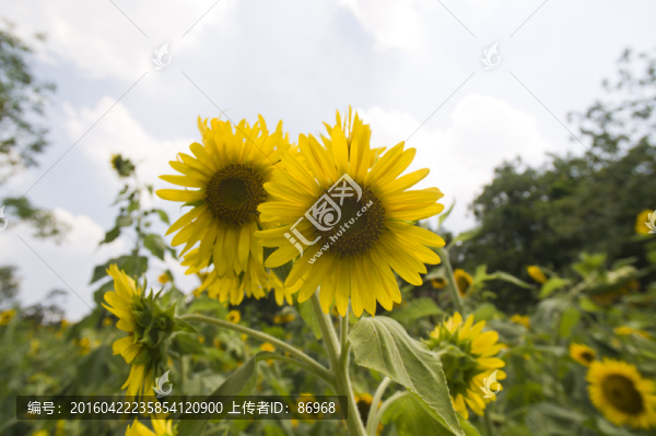 向日葵