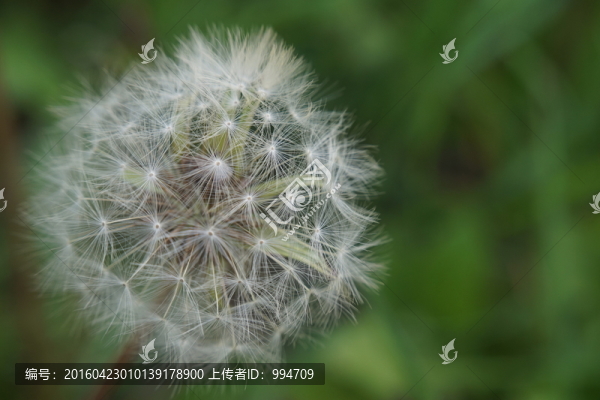 蒲公英