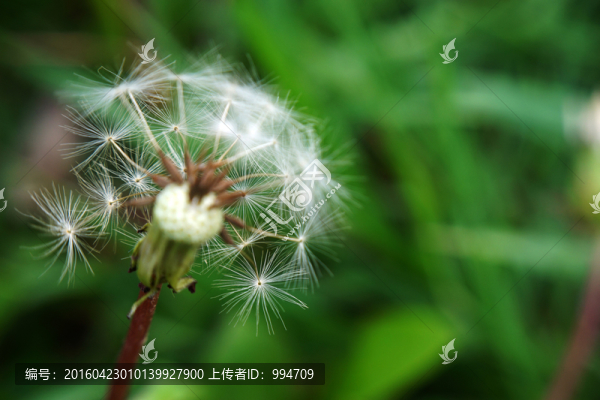 蒲公英