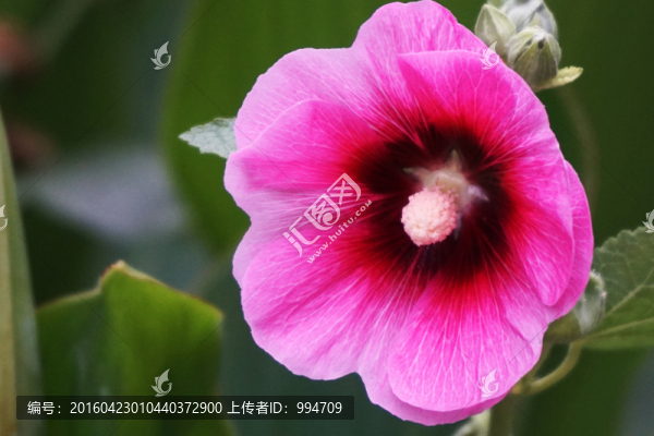 蜀葵