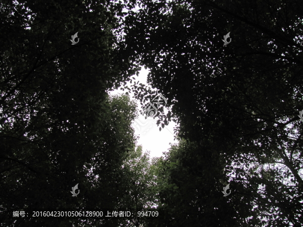 樹(shù)
