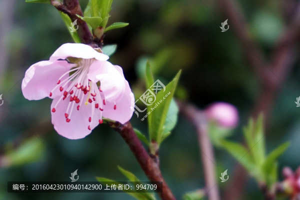 桃花
