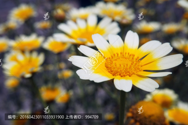茼蒿