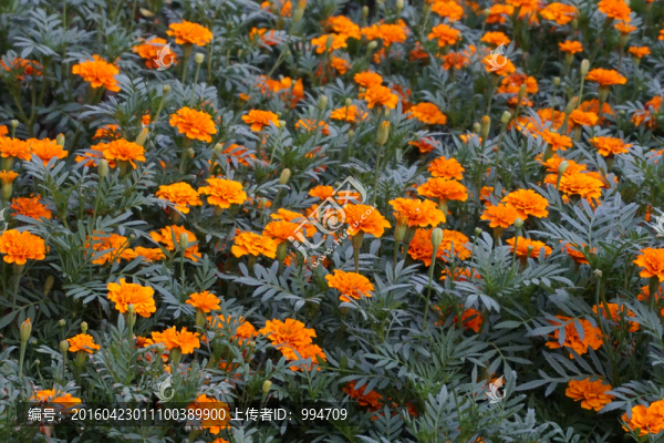 萬壽菊