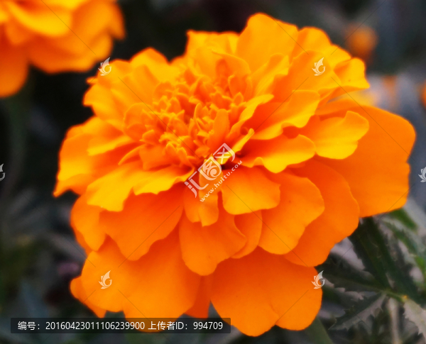 萬壽菊