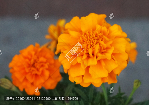 萬壽菊