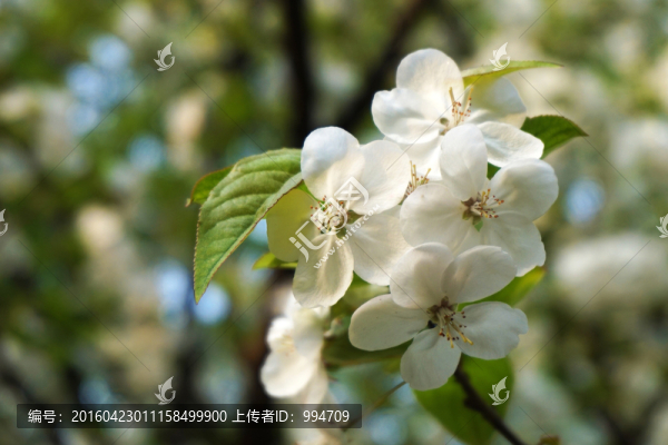 李花