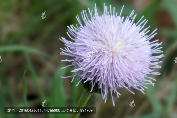 小薊