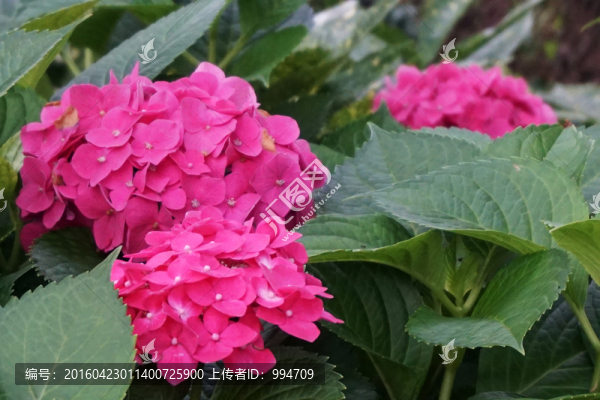 繡球花