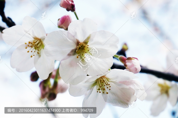櫻花