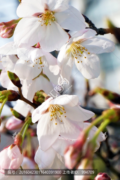 櫻花