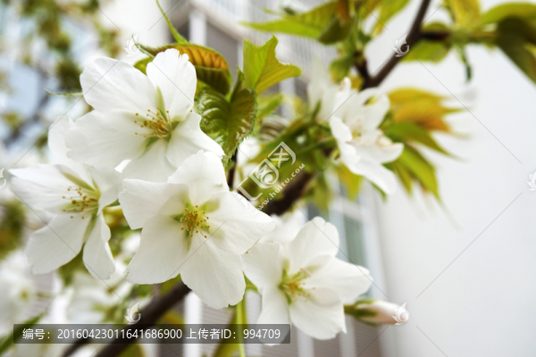 櫻花