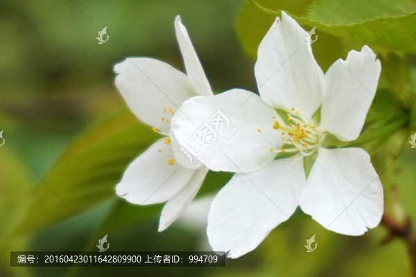 櫻花
