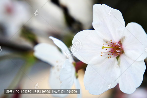 櫻花