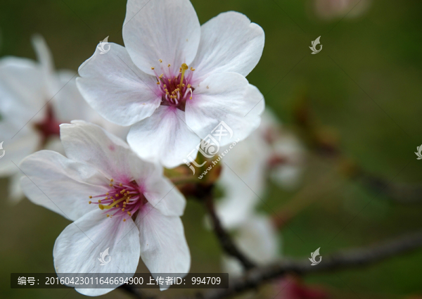 櫻花