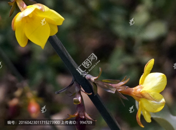 迎春花
