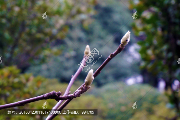 玉蘭