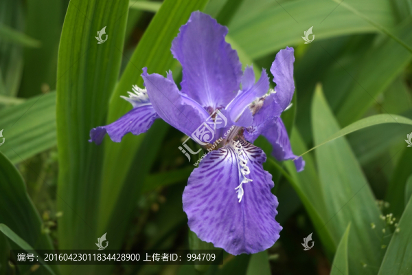 鳶尾