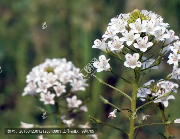 澤珍珠菜