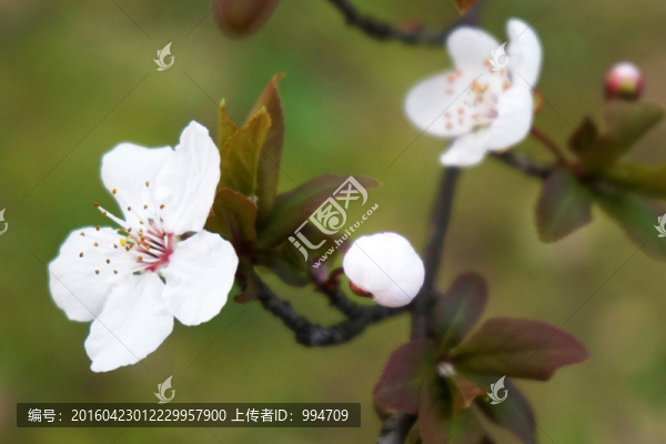 紫葉李