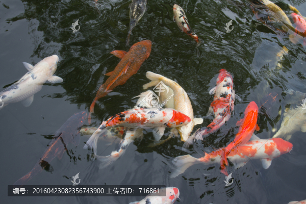 西安唐苑,錦鯉