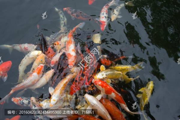 西安唐苑,錦鯉
