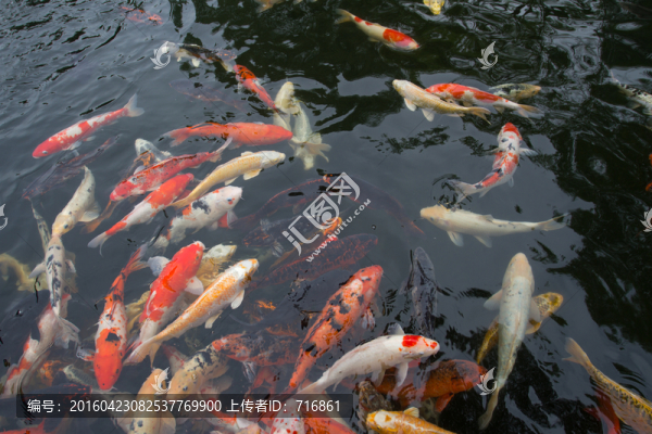 西安唐苑,錦鯉
