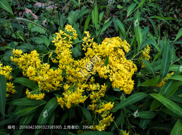 野菊花