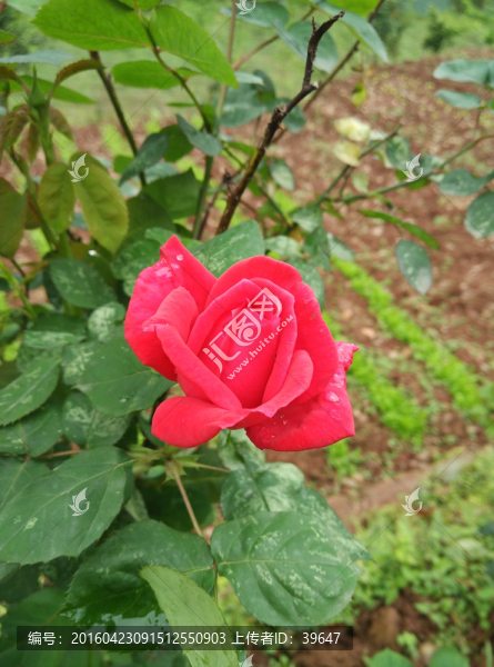 玫瑰花