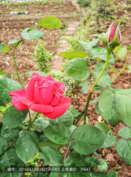 玫瑰花