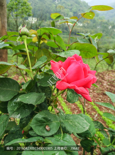 玫瑰花
