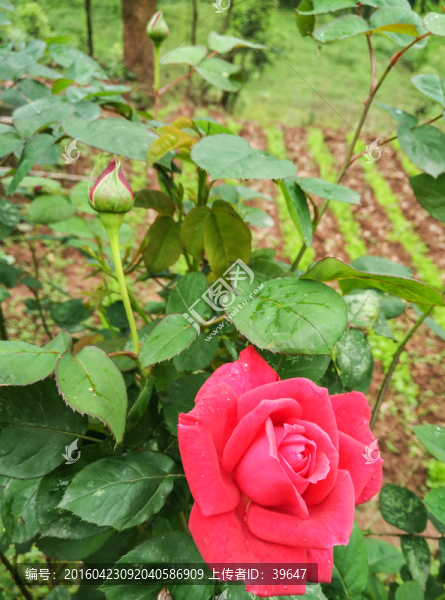 玫瑰花
