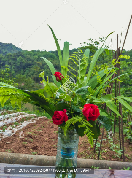 玫瑰花
