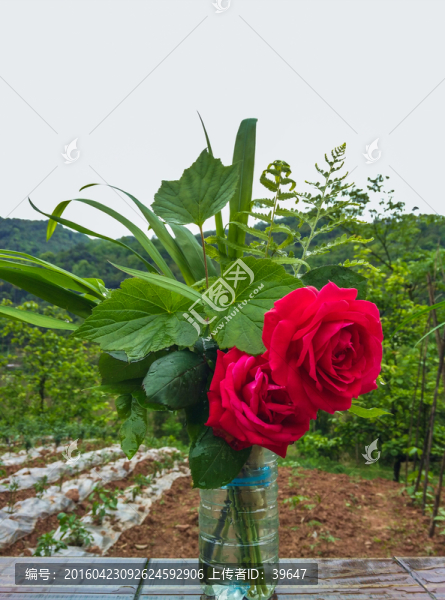 玫瑰花