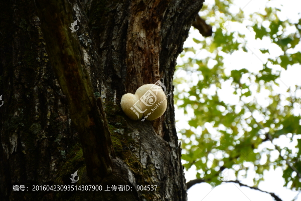 野生猴頭菇