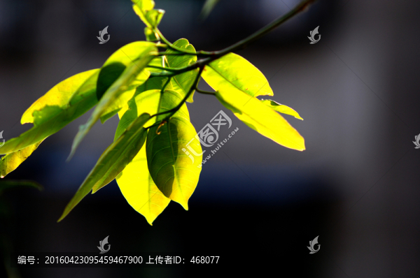黃桷樹