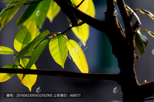 黃桷樹(shù)