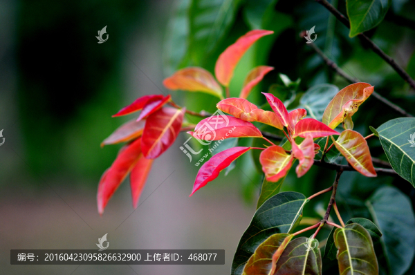 黃桷樹(shù)