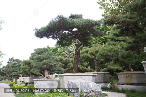 西安,唐苑,盆景