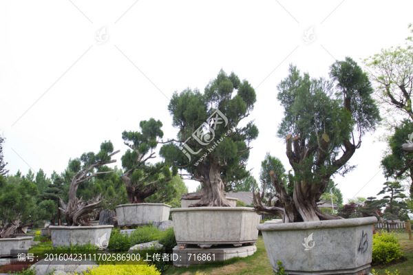 西安,唐苑,盆景