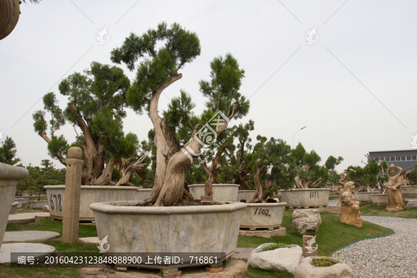 西安,唐苑,盆景