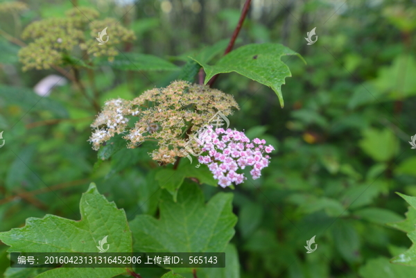 綠葉花卉